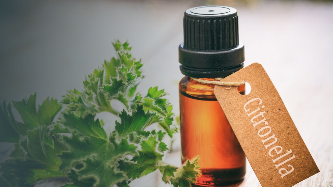 What is Citronella: Benefits, How to Use, Side Effects and Safety