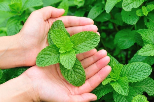 Natural Menthol & Synthetic Menthol - Norex Flavours Private Limited