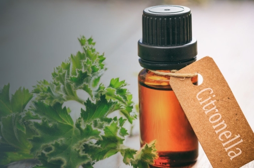 What is Citronella: Benefits, How to Use, Side Effects and Safety