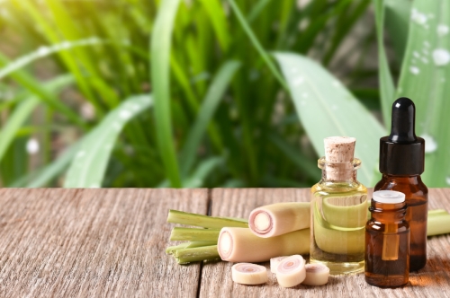 Lemongrass Uses: Culinary Delights, Medicinal Benefits & More