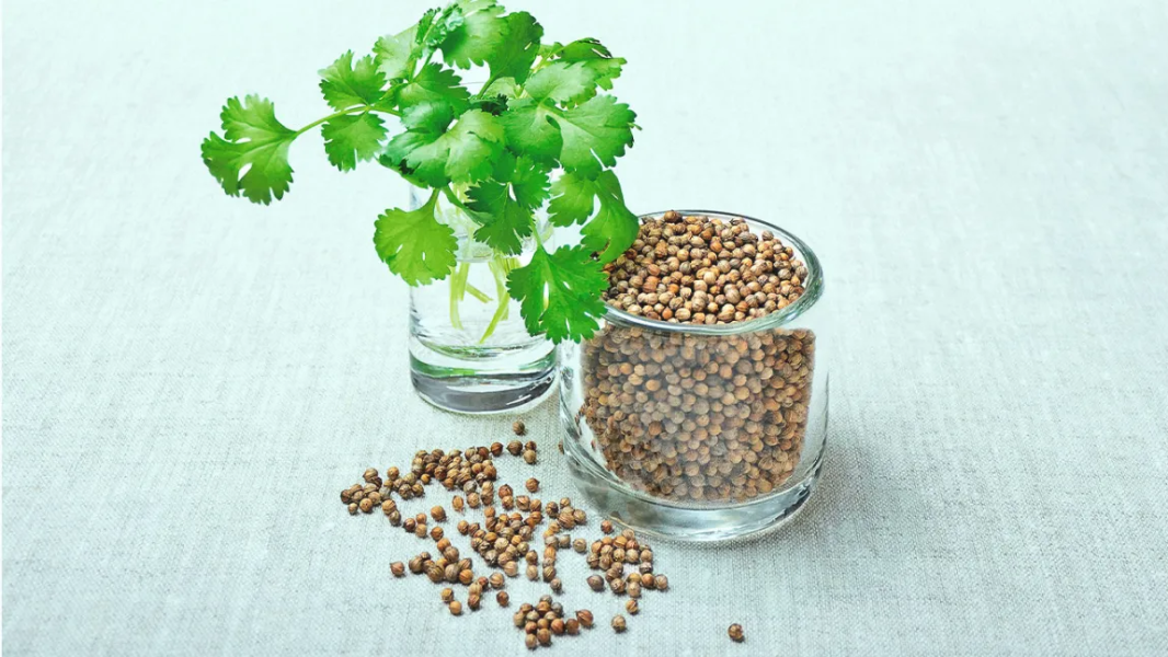 GREEN CORIANDER