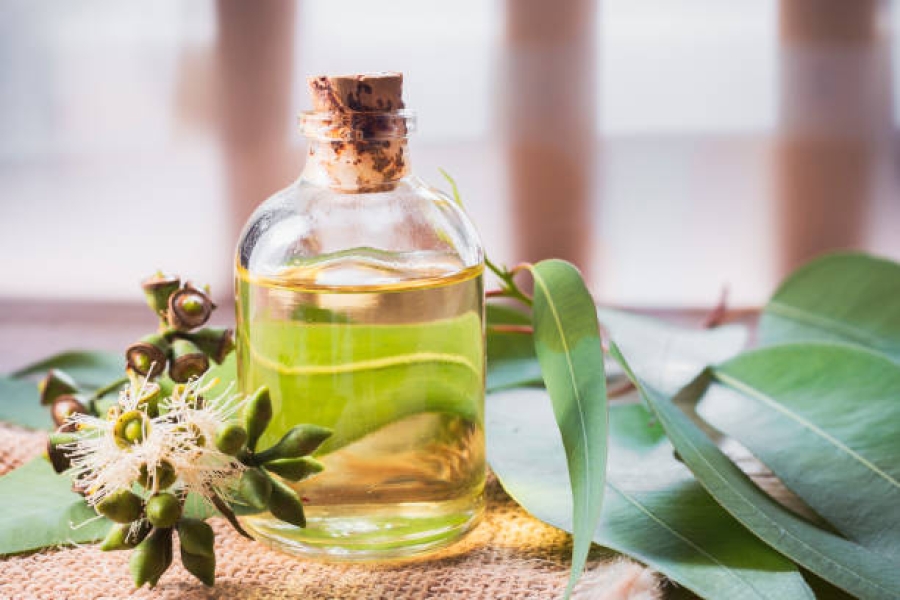 Eucalyptus Oil